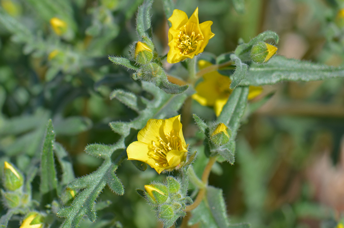 Whitestem Blazingstar is an annual native plant that grows up to 16 inches or so.  Mentzelia albicaulis